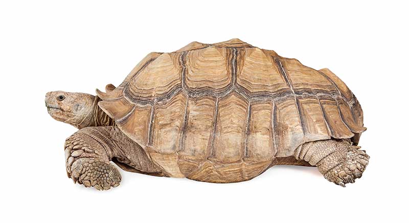 Sporenschildpad kopen Centrochelys sulcata Informatie verzorging weetjes schildpad