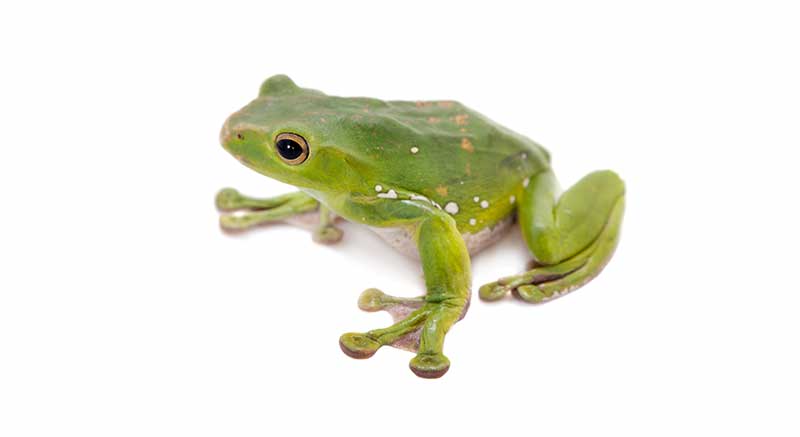 Buy a flying Chinese tree frog Polypedates dennysi Information care facts frog poisonous frog