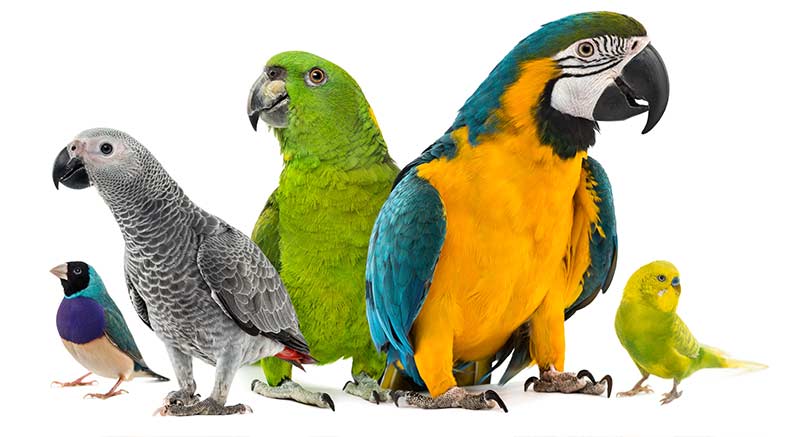 Birds Songbirds Curved Beaks Parrot Parakeet Information Facts Care Parrot