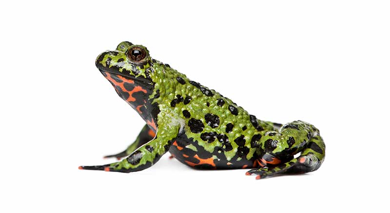 Buy fire-bellied toad Bombina Information care facts toad
