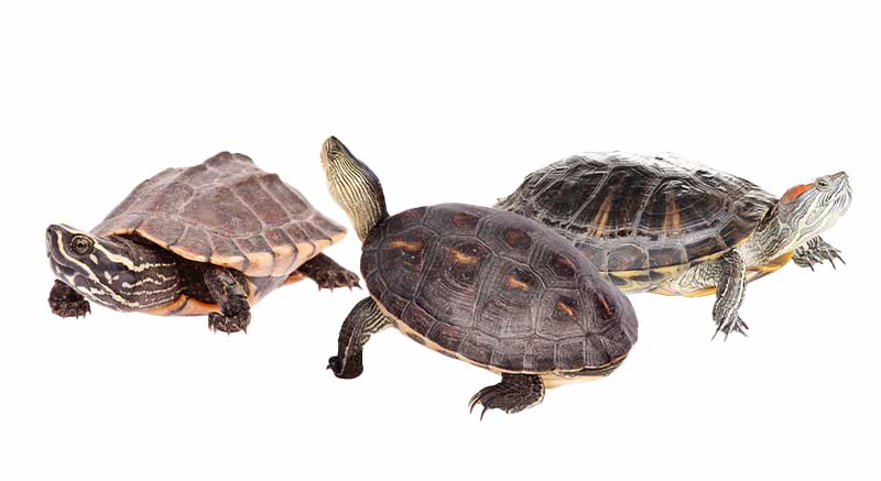 Waterschildpadden Schildpad soorten Informatie verzorging weetjes