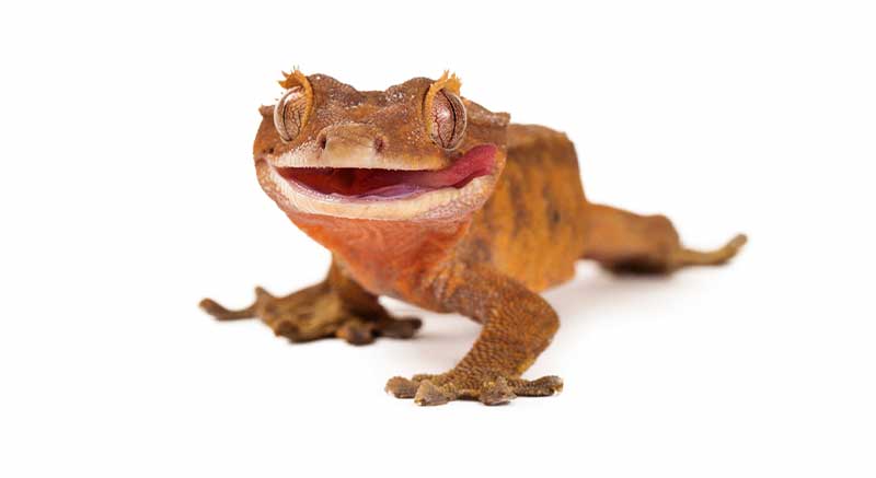 Buy eyelash gecko Correlophus ciliatus Information care facts lizard