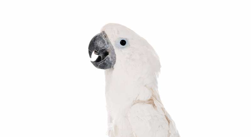 white cockatoo white-crested cockatoo Cacatua alba