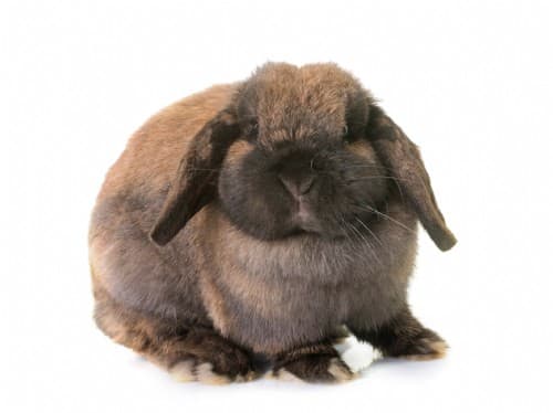 Buy Dutch Lop Dwarf Rabbit Dwarf Rabbit