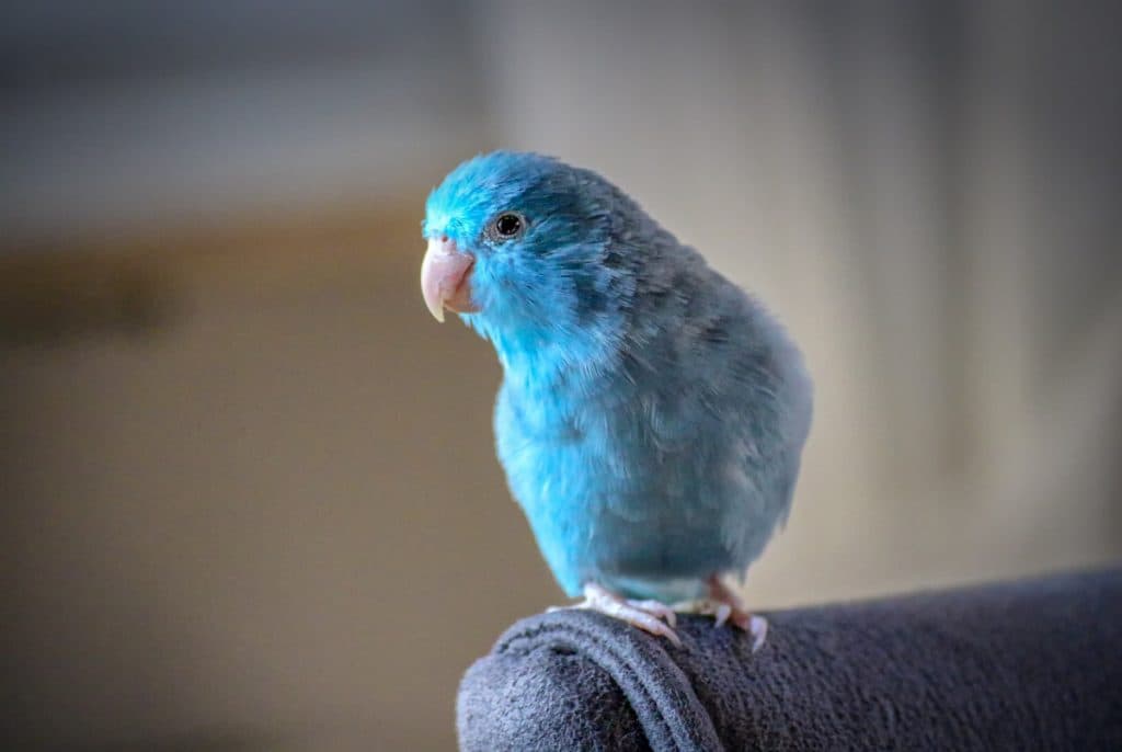 Blue Sparrow Parrot Forpus Coelestis buy information care facts