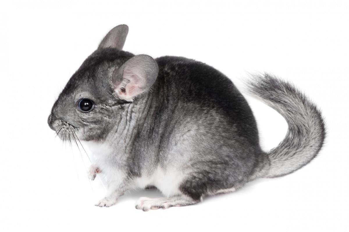 Chinchilla Rodents rodent world