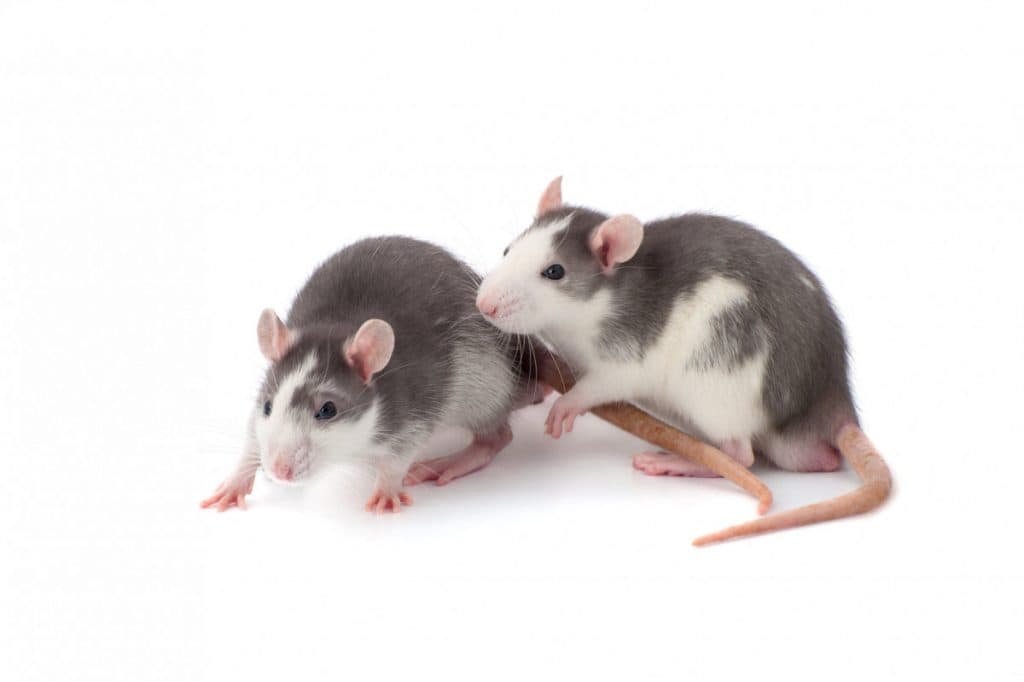 Buy Tame Rat Rattus norvegicus domestica pet information facts care