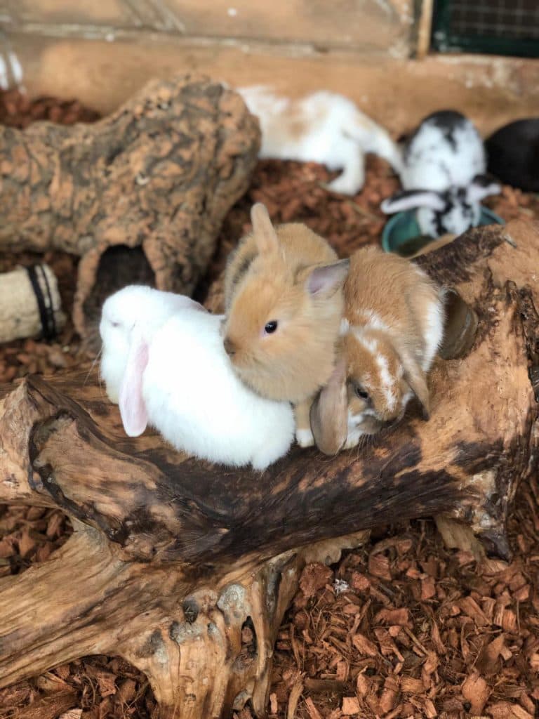 Buy rabbit baby dwarf rabbit rabbit shop rodent world rodent department