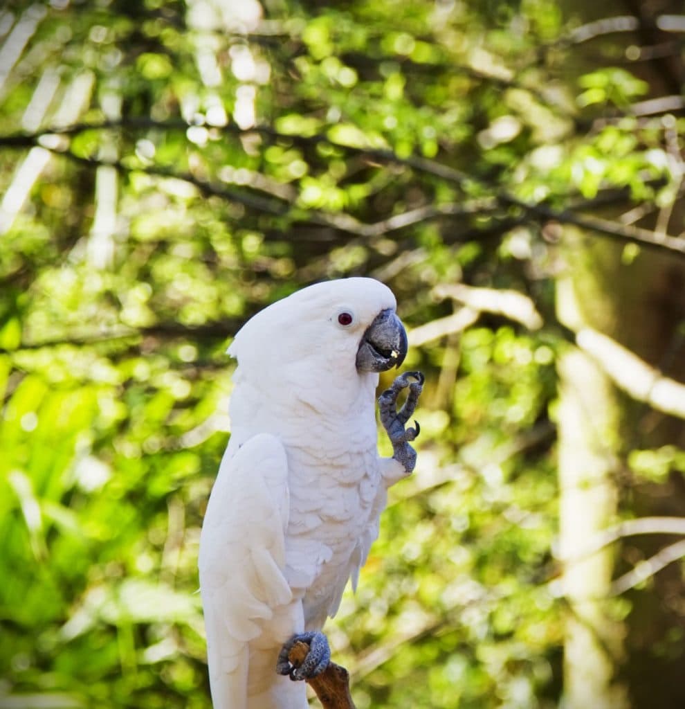 White Crested Cockatoo Cacatua Alba parrot care facts information