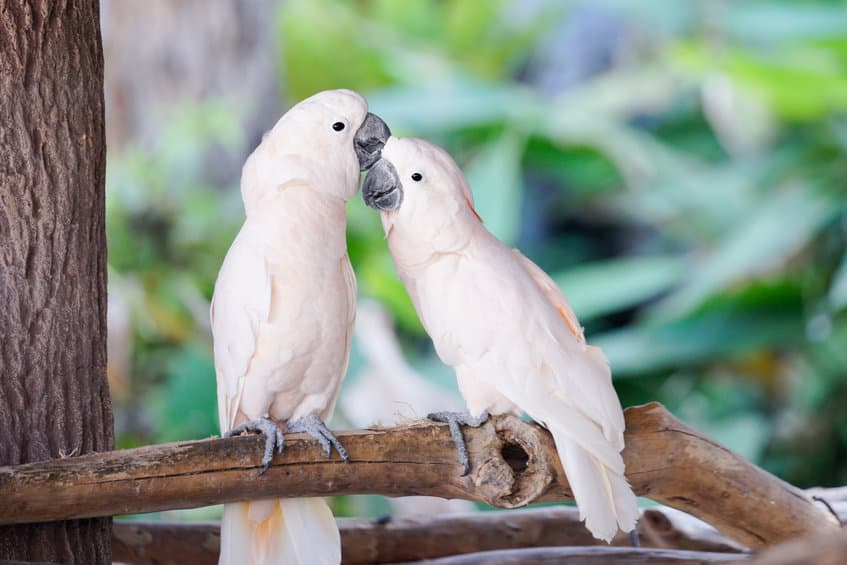 White Crested Cockatoo Cacatua Alba parrot care facts information