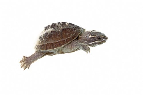 Muskusschildpad neus kop Sternotherus odoratus kleine Waterschildpad mini schildpad