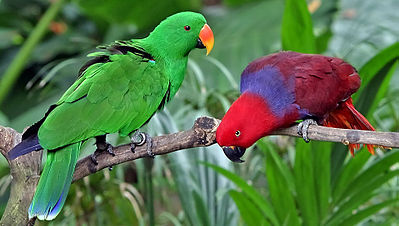 Red parrot couple Clectus roratus parrot