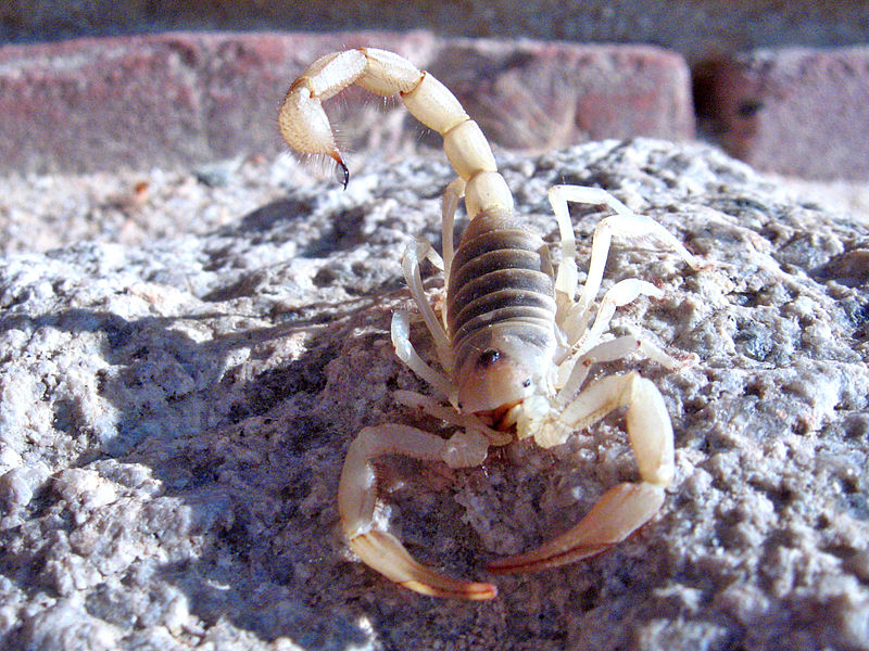 Arizona scorpion Hadrurus arizonensis Scorpio