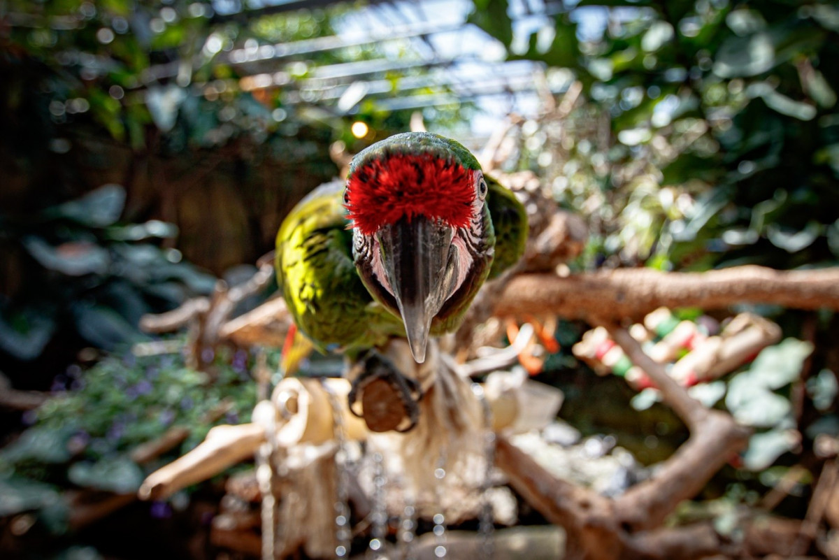 Jan Soldatenara Parrot Macaw Green Tropical Pond
