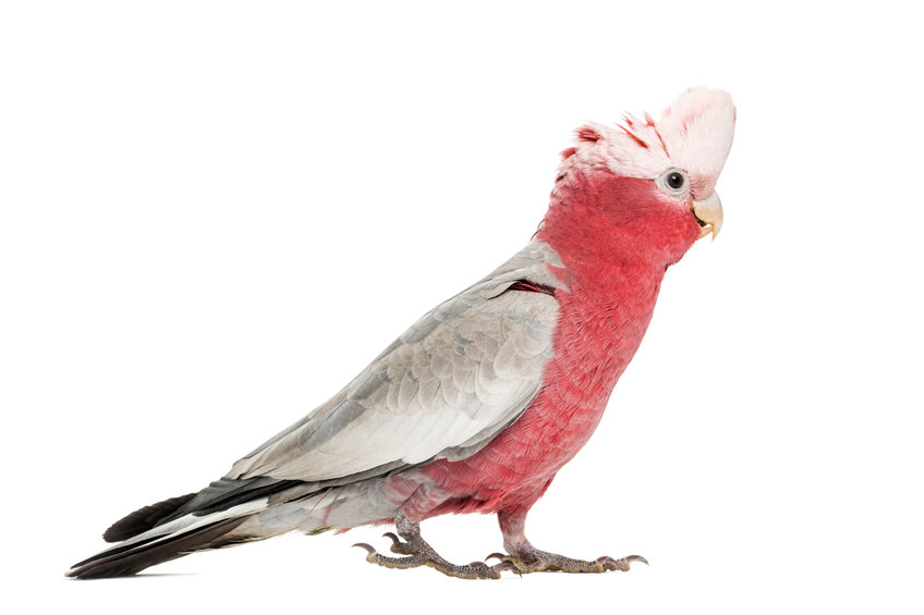 Rosé cockatoo (Eolophus roseicapilla) pink cockatoo or pink cockatoo