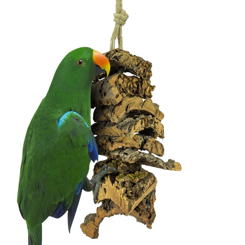 Noble Parrot Male Clectus roratus Green Parrot