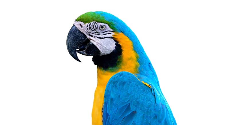 Blue-yellow Macaw Parrot Ara ararauna
