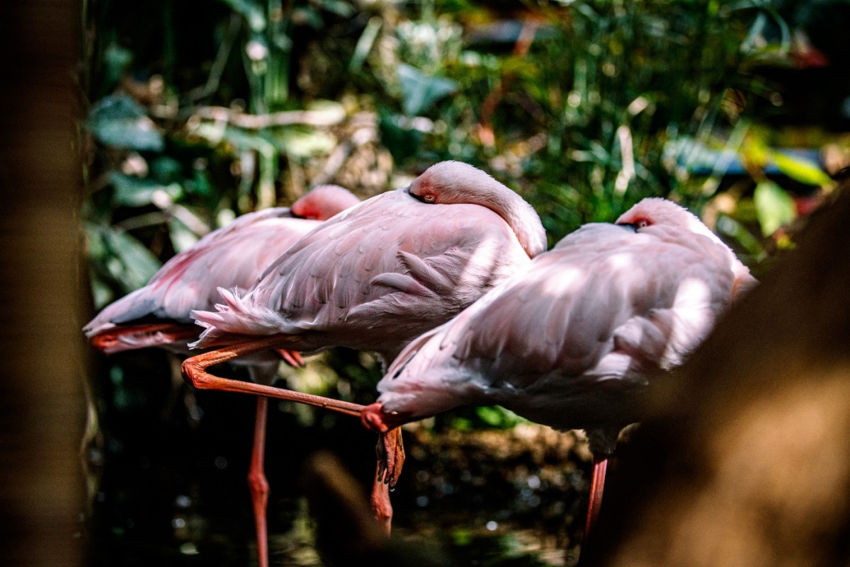 Flamingo Tropical Pond Pink Bird The Hague