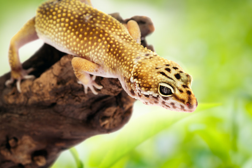 Eyelash Gecko Wood Correlophus Ciliatus Buy