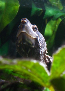 Muskusschildpad neus kop Sternotherus odoratus neus kop kleine Waterschildpad mini schildpad
