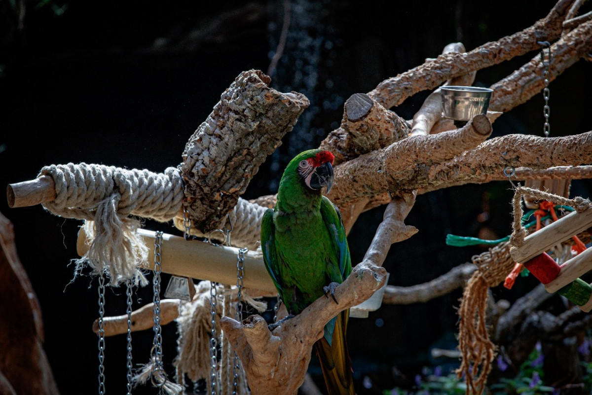 Jan Soldatenara Parrot Macaw Green Java Tree Tropical Pond