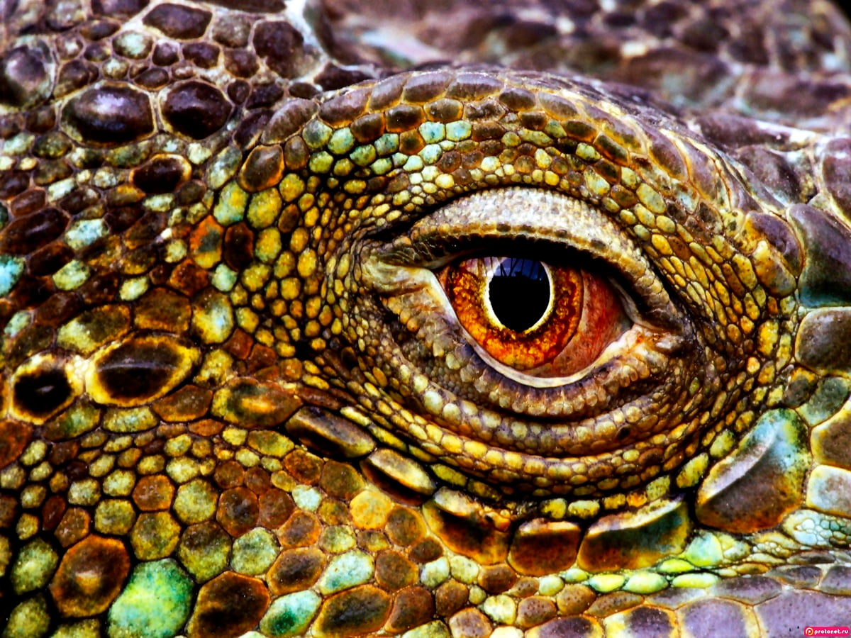 Reptiel oog schubben informatie Reptielenwereld kopen
