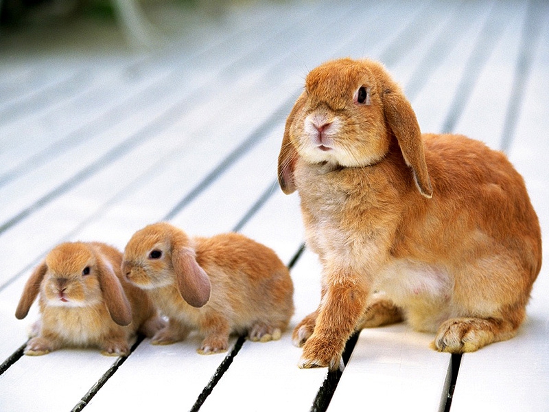 konijnen Moeder met babies