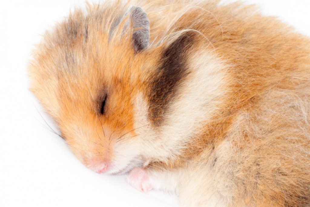 Syrische hamster Goudhamster slapen Mesocricetus auratus