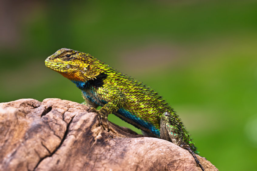 Iguana