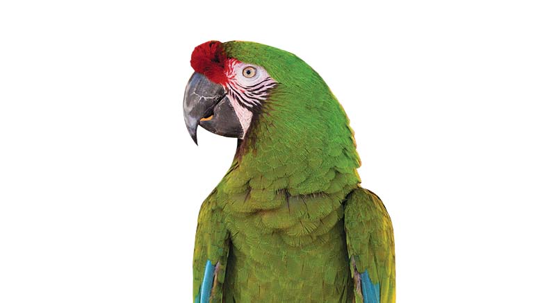 Soldier Macaw Parrot Green Macaw militaris