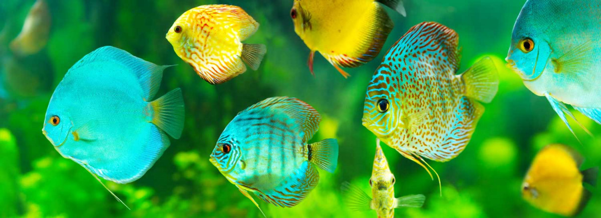 Discusvissen Vissen Tropische Vissen Kopen