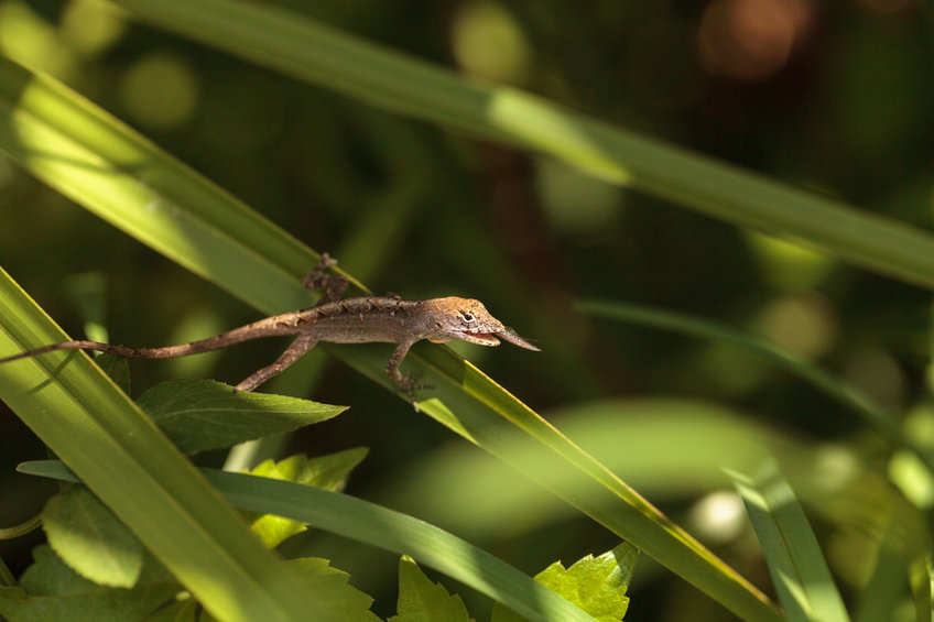 Bruine Anolis Anolis Sagrei kopen hagedis informatie weetjes