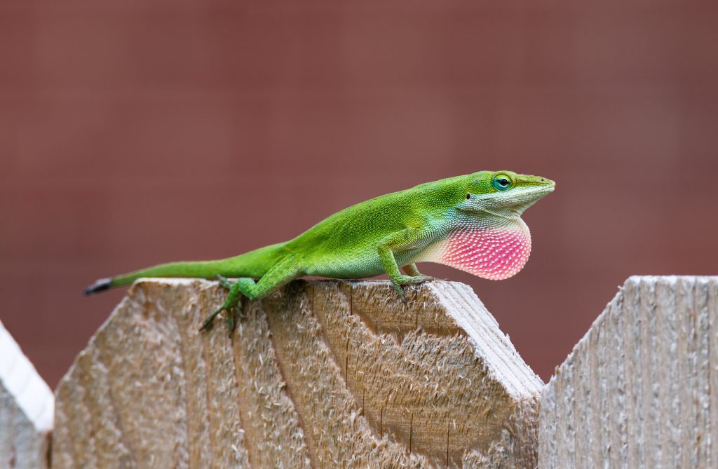 Roodkeelanolis Anolis carolinensis Leguaan Reptiel kopen