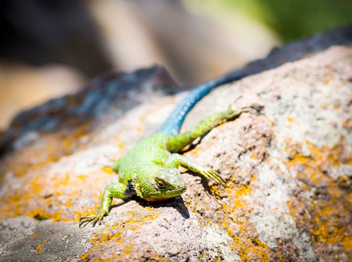 Smaragd Stekelleguaan kopen Sceloporus Malachiticus informatie verzorging weetjes