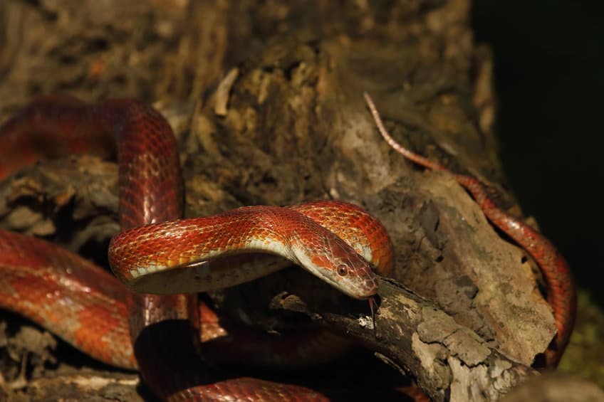 A Corn Snake (pantherophis Guttatus Or Elaphe Guttata) On The Old Brown Branch Before A Hunt.