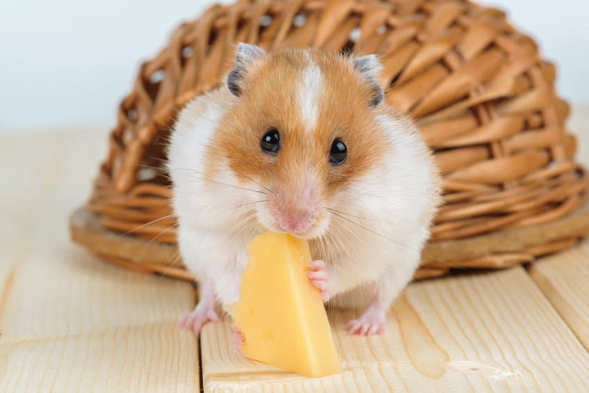 A Hamster Close Up Eats Cheese Near Its Wooden House.