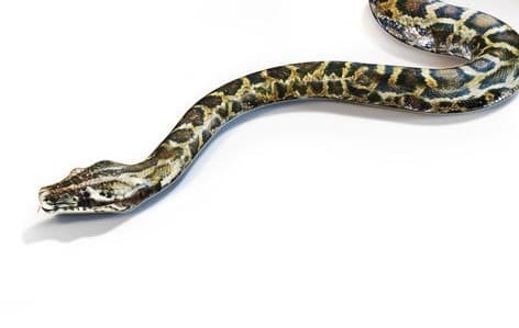 Anacondas Snake On A White Background.