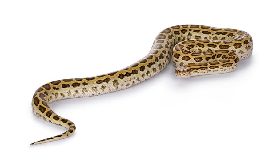 Burmese Python Snake On White