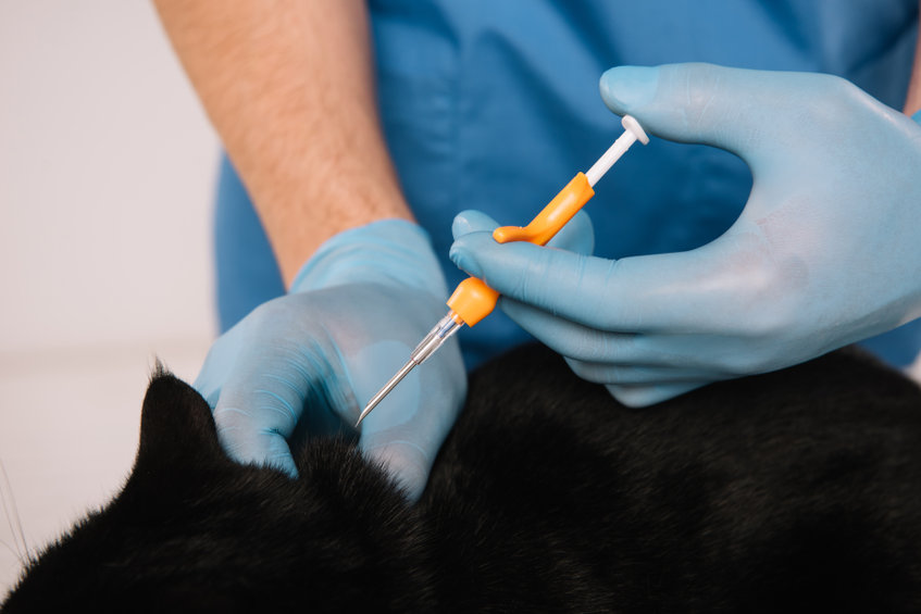 Cropped View Of Veterinarian Holding Black Cat In Latex Gloves And Making Microchipping Procedure