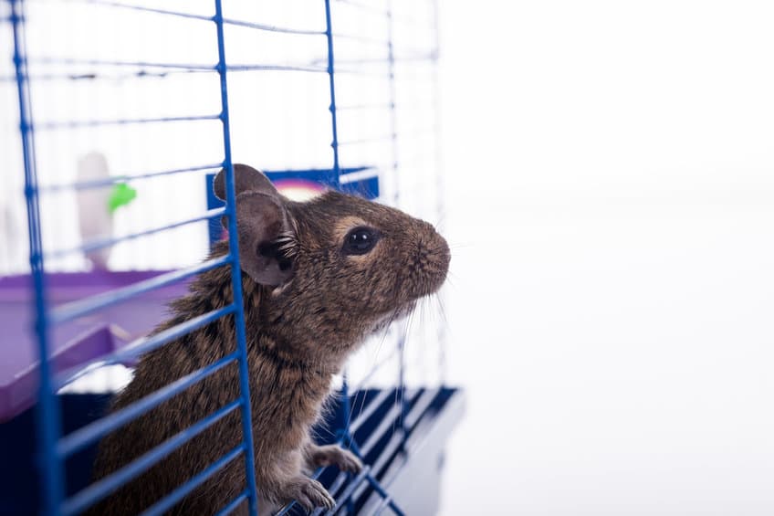 Degu Squirrel In His Cage