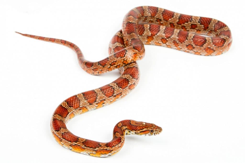 Slangen -