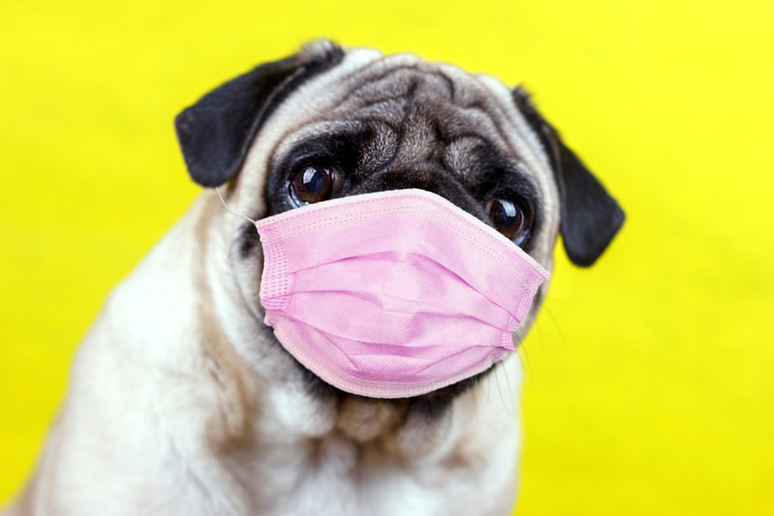 Pug Dog With Medical Mask And Sad Big Eyes. Quarantine And Isolation During Coronavirus