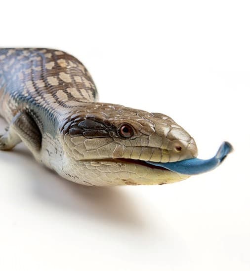 A Blue Tongue Lizard Poking Its Tongue Out On A White Background