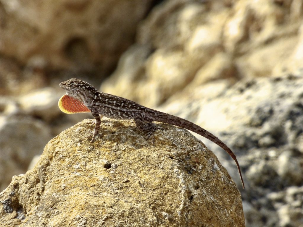 Bruine Anolis Anolis sagrei kopen leguaan