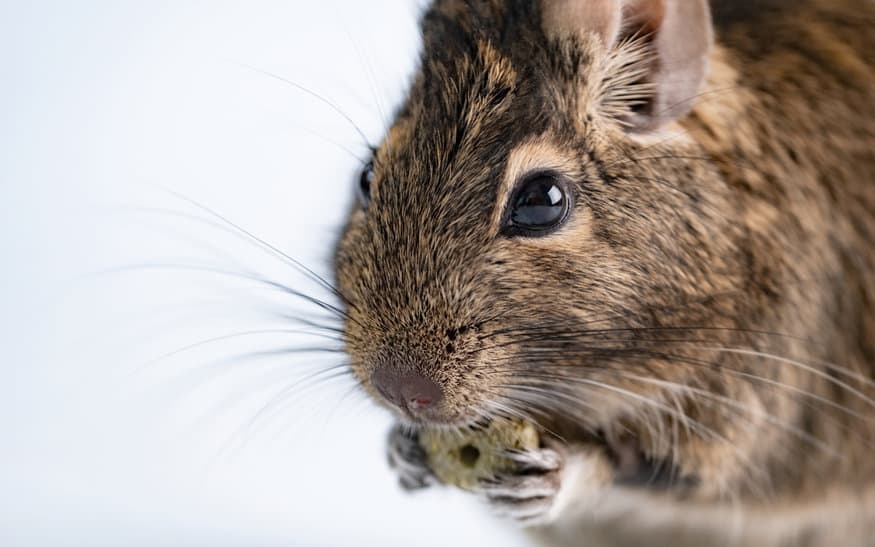 Squirrel Degu Eating