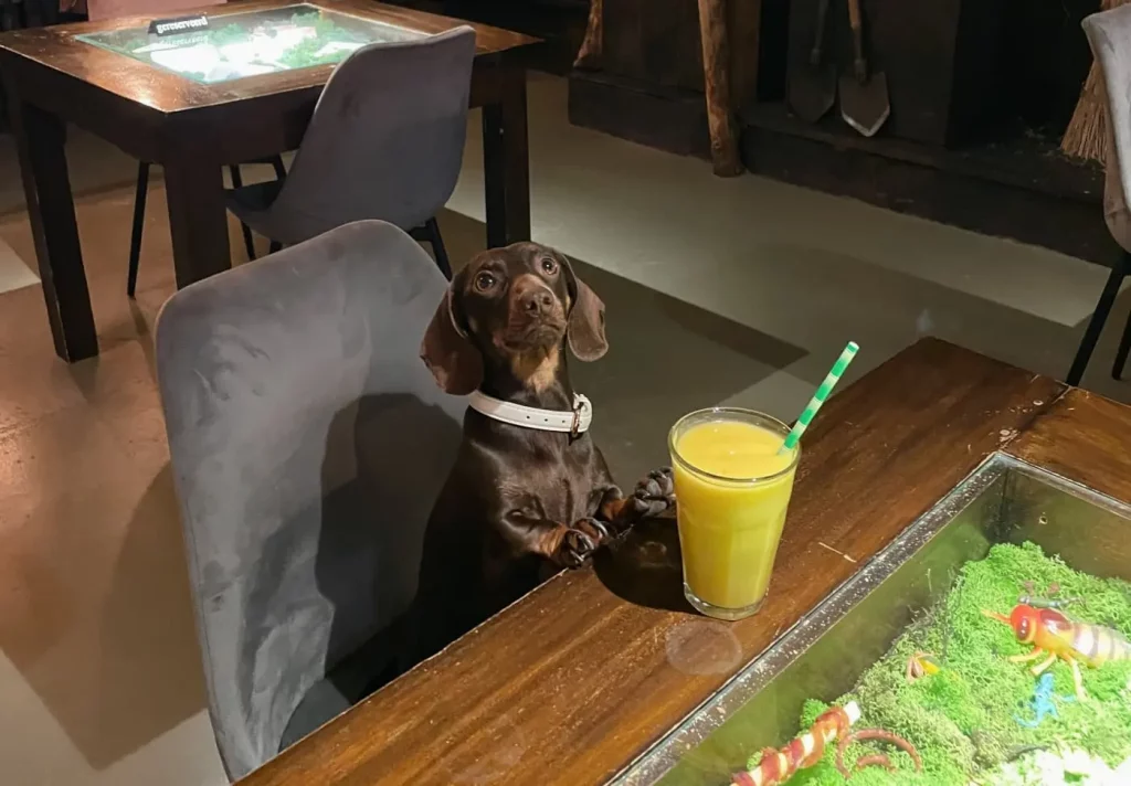 Neem Je Hond Mee Kitchen