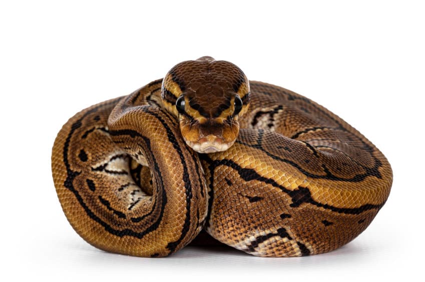 Pinstripe Ball Python Snake On White Background