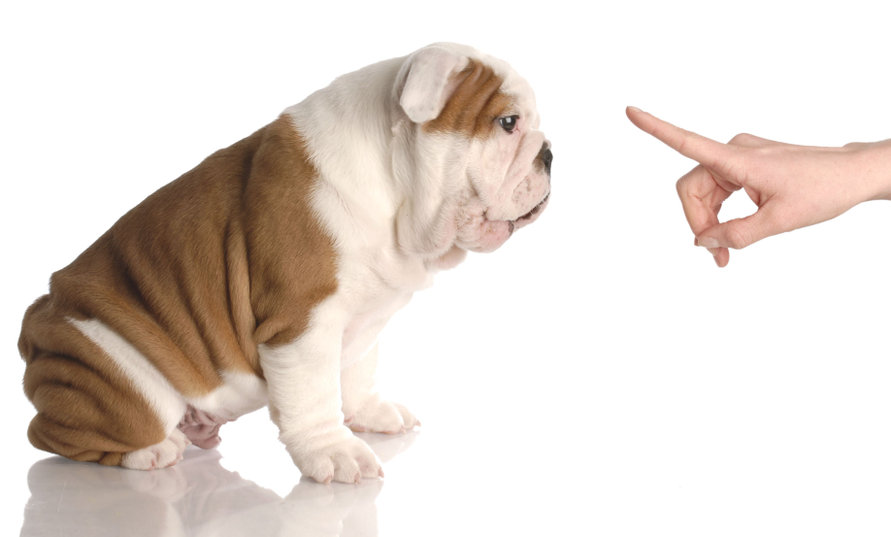 Bad Dog Persons Hand Wagging Finger At Nine Week Old English Bulldog Puppy