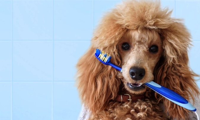 Blog Avonturia Gebit Tandenpoetsen Hond Honden Problemen