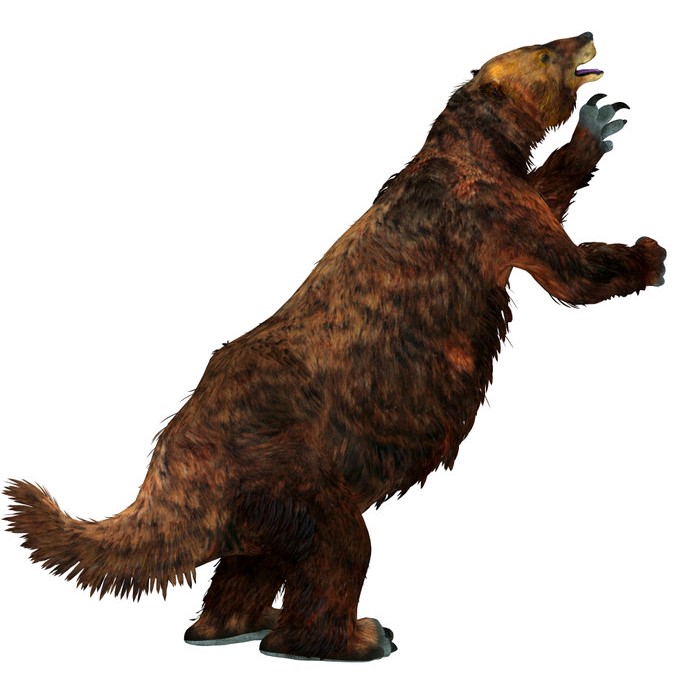 Megatherium Sloth Tail